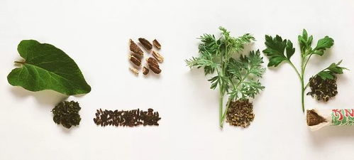 嗜睡无力肩颈痛，用“艾”唤醒身心 美好心选蕲艾种植，助您走出亚健康