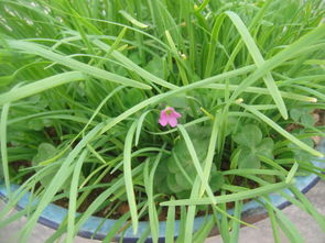 玉都小记 楼顶上的母亲花园与家乡的蕲艾情缘