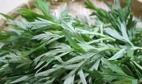 蕲艾 缓解痛经与手脚冰凉的农村宝藏，种植与功效全解析