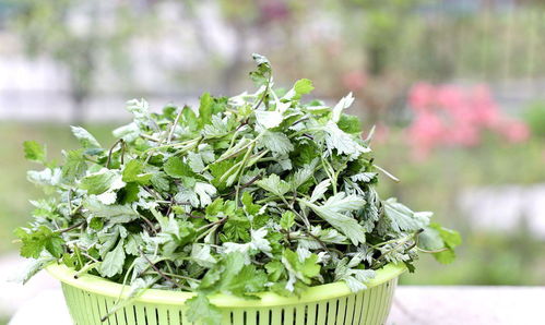 艾草养生四大功效揭秘，老中医笑谈鲜为人知的蕲艾妙用