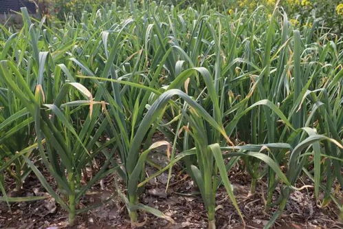 蕲艾青青映乡愁——苏北田野里的身心疗愈之旅