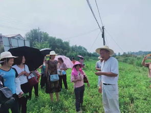 因艾相聚 因艾结缘——蕲春县第三期蕲艾种植培训班走进管窑镇