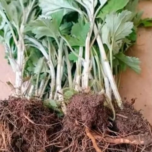 大叶蕲艾 药香满溢的阳台庭院绿植新宠