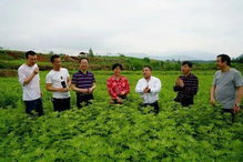 楚江镇蕲艾种植加工项目被列为省级“同心项目”，推动中医药产业发展新篇章