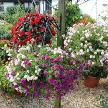 四季皆可种艾草？深度解析蕲艾的种植技术与时间管理