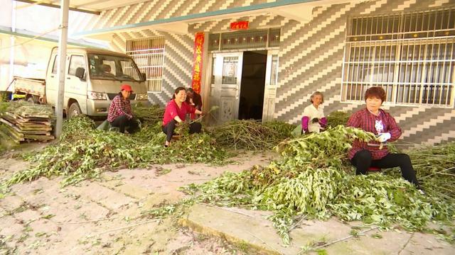 实施“村长工程” 蕲艾带富一方百姓 管窑镇6800亩蕲艾开镰，产业兴旺谱写富民新篇