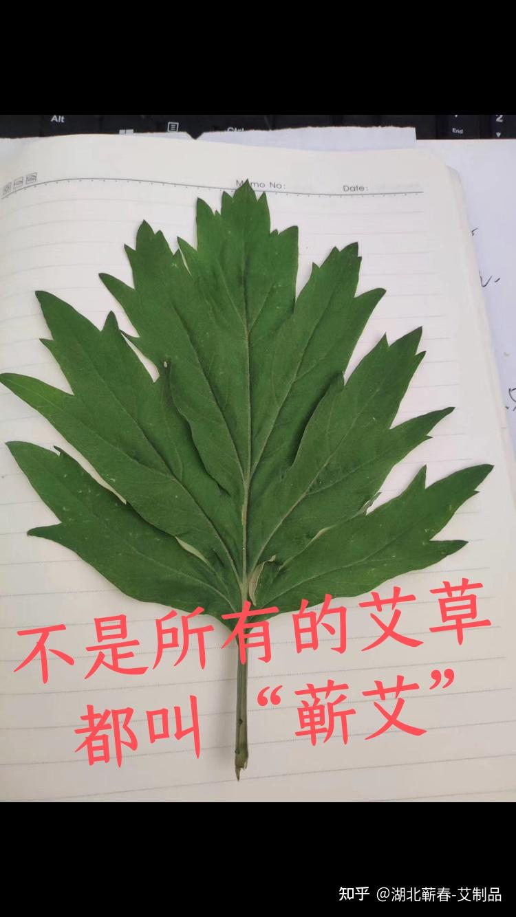 不是所有的艾草，都叫“蕲艾”——揭秘蕲艾种植的独特之道