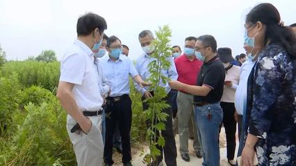 湖北蕲春 蕲艾提质增效推动产业大发展 实现产业兴县百姓致富