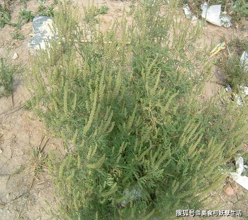 常被误认为艾草，入侵我国后祸害无穷，如今让人生畏的‘假艾草’