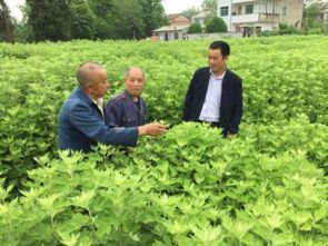 方兴为“艾” 湖北蕲春县金融扶持蕲艾产业推动乡村振兴纪实