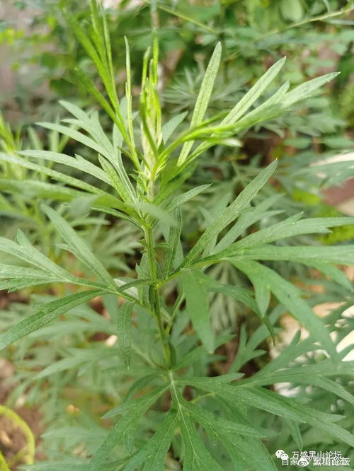 艾叶重栽记 蕲艾种植的第二次尝试