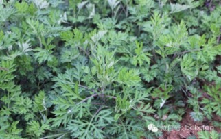 艾草清明果 三种馅料的