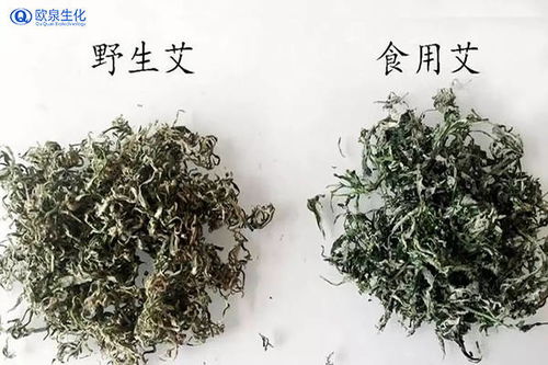 艾草的另类用途与蕲艾种植的艺术