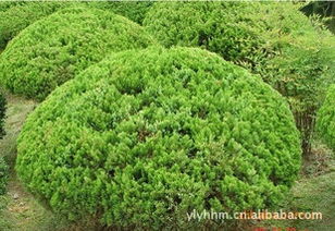 供需链接 龙柏球的供应新机遇与价值链重构